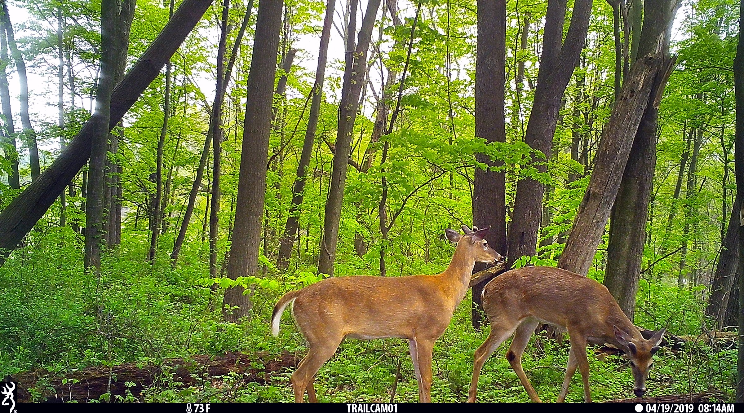 Deer in Van Buren County, Michigan farmland - LAND AUCTION - 194+/- ACRES OFFERED IN 5 TRACTS IN VAN BUREN COUNTY, MICHIGAN